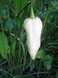 Bhut Jolokia, White Ghost Chili Pepper, World's Hottest Pepper, Capsicum Chinense (Seeds) (10 Seeds) photo / $7.59 ($0.76 / Count)