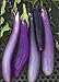 photo David's Garden Seeds Eggplant Ping Tung Long 7333 (Purple) 50 Non-GMO, Heirloom Seeds