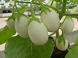 25 Pianta Delle Uova Seeds, Excellent italian Small white Eggplant photo / $2.99