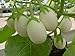 photo 25 Pianta Delle Uova Seeds, Excellent italian Small white Eggplant