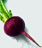 Beets, Early Wonder, Heirloom, Non GMO, 100 Seeds, Tender N Sweet Beet, Perfect photo / $2.99 ($0.03 / count)