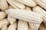 Weisser Mais - Zuckermais - 40 Samen - sehr süßer asiatischer Maissamen foto / 3,49 €