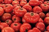 IB Prosperity Tomato VR Moscow (Determinate) 100mg Seeds for Planting, Solanum lycopersicum, Non-GMO, Non-Hybrid, Heirloom, Open Pollinated - High Germination Rate, Vegetable Gardening Seed photo / $6.99