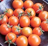 Sweetest Cherry Tomato Seeds for Planting-Orange Sun Gold.Non GMO Garden Seeds for Planting Vegetables Seeds at Home Vegetable Garden and Hydroponics Seed Pods:10ct Sungold Cherry Tomato Plant Seeds photo / $2.99 ($0.30 / Count)