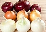 NIKA SEEDS - Vegetable Onion Rainbow Mix Neutral - 500 Seeds photo / $8.95