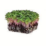 Radish Sprouting Seed - Red Arrow Variety - 1 Lb Seed Pouch - Heirloom Radish Sprouts - Non-GMO Sprouting and Microgreens photo / $19.58