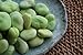 photo Broad Windsor Pole Fava Bean Seeds - Non-GMO