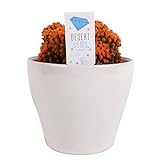 Costa Farms, Premium Live Indoor Desert Gems Orange Cacti, Tabletop Plant, White Gloss Euro Ceramic Decorator Pot, Shipped Fresh From Our Farm, Excellent Gift photo / $33.99