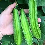 20 Pcs Non-GMO Winged Bean Seeds Psophocarpus Tetragonolobus Natural Green Seeds,for Growing Seeds in The Garden or Home Vegetable Garden photo / $8.99