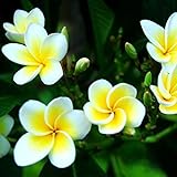 Lot de 100 graines de fleurs de frangipanier hawaïen pour le jardinage photo / 3,89 €