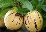 100+ Pepino Melon Seeds Ginseng Fruit Seeds for Planting photo / $7.99 ($0.08 / Count)