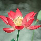 10 Pièces Lotus Frais Des Graines Fleur De Nénuphar Rouge Pour La Plantation De Serre De Fleurs D'été Pousse Toute L'année Belle Décoration De Paysage photo / 7,21 €