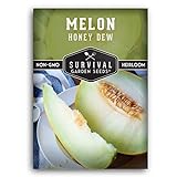 Survival Garden Seeds - Honeydew Melon Seed for Planting - Packet with Instructions to Plant and Grow Delicious Honey Dew Melons for Eating in Your Home Vegetable Garden - Non-GMO Heirloom Variety photo / $4.99