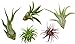 photo Variety Pack of Small Tillandsia Air Plants, Assortment of Exotic, Low Maintenance Live Air Plants Including Ionantha Rubra, Caput-Medusae, Harrissi, Velutina, & Ionantha Fuego Plants! (Set of 5)