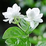 50Pièces graines de jasmin blanc fleurs à double tête graines de fleurs d'escalade vivaces petit parfum agréable et frais photo / 6,49 €