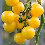 Currant Yellow Cherry Tomato Seeds for Planting - 250 mg Packet ~60 Seeds - Solanum lycopersicum - Farm & Garden Vegetable Seeds - Cherry Tomato Seed -Non-GMO, Heirloom, Open Pollinated, Annual photo / $3.29