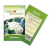 Blumenkohl Erfurt Samen - Brassica oleracea - Blumenkohlsamen - Gemüsesamen - Saatgut für 80 Pflanzen foto / 1,99 € (0,02 € / stück)