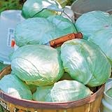 Park Seed Tropic Giant Hybrid Cabbage Seeds, Big Heads, Pack of 100 photo / $7.95