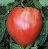 75+ Pink Oxheart Tomato Seeds- Heirloom Variety photo / $4.99