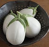 David's Garden Seeds Eggplant Paloma (White) 25 Non-GMO, Hybrid Seeds photo / $3.45