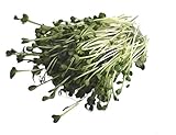 250 g BIO Keimsprossen Daikon-Rettich Samen für die Sprossenanzucht Sprossen Microgreen Mikrogrün foto / 6,09 € (24,36 € / kg)