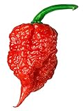 Carolina Reaper Seeds - 400 Carolina Reaper Seeds for Planting - Hottest Pepper Seeds - Hottest Chili Pepper in The World - Organic, Non - GMO Carolina Reaper Plant Seeds photo / $11.99 ($0.03 / Count)