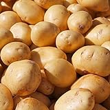 10 Stück Kartoffelsamen, einfach zu pflanzen, gesunde Gemüsekartoffeln Gemüsesamen für den Anbau zu Hause foto / 12,03 €