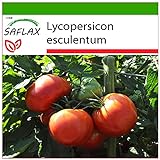 SAFLAX - Tomate - Rosa de Berne - 10 semillas - Con sustrato estéril para cultivo - Lycopersicon esculentum foto / 4,45 €