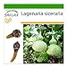 foto SAFLAX - Calabaza de peregrino - 15 semillas - Con sustrato estéril para cultivo - Lagenaria siceraria
