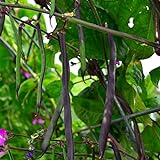 Purple Podded Pole Bean - 25 Seeds - Heirloom & Open-Pollinated Variety, USA-Grown, Non-GMO Vegetable Snap/Green Bean Seeds for Planting Outdoors in The Home Garden, Thresh Seed Company photo / $7.99 ($0.32 / Count)