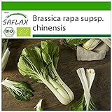 SAFLAX - Ecológico - Col de mostaza china - Pak Choi - 300 semillas - Brassica rapa foto / 3,95 €
