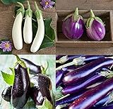 David's Garden Seeds Collection Set Eggplant 4432 (Multi) 4 Varieties 200 Non-GMO, Open Pollinated Seeds photo / $16.95 ($4.24 / Count)