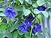 photo Blue Butterfly Pea Vine (Clitoria ternatea) Perennial - 10 Seeds