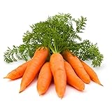 1000+ Carrot Seed for Planting - Non-GMO, Vegetable Seeds for Planting Outdoor Home Gardens photo / $9.99 ($0.01 / Count)