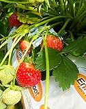 Strawberry Evie-2 Bare Root Plants 20 Count - Ever Bearing - Non-GMO - Day Neutral Longer Fruit yielding Season - Bareroots Wrapped in Coco Coir - GreenEase by ENROOT photo / $20.97
