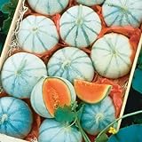10 Savor Melon Seeds | Exotic Garden Fruit Seeds to Plant | Sweet Exotic Melons, Grow and Eat photo / $9.99 ($1.00 / Count)