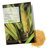 BIO Zuckermais Samen (Golden Bantam, 30 Korn) - Mais Saatgut aus biologischem Anbau ideal für die Anzucht im Garten, Balkon oder Terrasse foto / 4,90 €