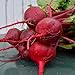 photo Crosby Egyptian Beet - 100 Seeds - Heirloom & Open-Pollinated Variety, Non-GMO Vegetable Seeds for Planting Indoors or Outdoors in Containers or The Home Garden, Thresh Seed Company