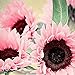 foto Blumensamen Pflanzensamen 50Pcs/Bag Samen natürliche große Wasser Nachfrage Blume rosa Sonnenblumensamen für Fenster - Sonnenblumensamen
