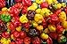 photo 25 seeds SCOTCH BONNET PEPPER SEEDS-(Caribbean Mix) - RED,YELLOW,AND CHOCOLATE