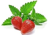 100+ Strawberry Mint Herb Seeds Non-GMO Fragrant Rare! US Grown! photo / $5.89 ($166.86 / Ounce)