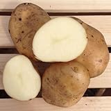 Kennebec Seed Potatoes, 5 lbs. (Certified) photo / $12.99 ($0.16 / Ounce)