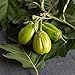 photo David's Garden Seeds Eggplant Comprido Verde Claro 4222 (Green) 25 Non-GMO, Open Pollinated Seeds