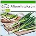 foto SAFLAX - Ecológico - Cebolla tierna - Ishikura japonés - 150 semillas - Allium fistulosum