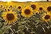 photo Dwarf Sunflower Seeds for Planting