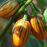 50 graines / pack jardin des plantes de bricolage, Solanum aethiopicum africaine Aubergine Vegetable Seeds photo / 4,99 €