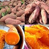 Lot de 50 graines de patates douces pour plantation - Fortes survivables - Rafraîchissantes - Pomme de terre violette - Pour cultiver facilement le jardin - Graines de patates douces photo / 1,79 €
