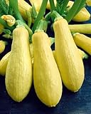 Zucchini Early Prolific Straightneck - Kürbis - 20 Samen foto / 1,90 €