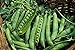 photo Green Arrow Pea Seeds - 500 Count Seed Pack - Non-GMO - A shelling Pea Variety That is Very Easy to Grow and thrives in Cold Weather. Excellent for Canning or Freezing. - Country Creek LLC
