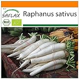 SAFLAX - Garden in the Bag - Ecológico - Rábano - Daikon japonés - 100 semillas - Con sustrato de cultivo en un sacchetto rigido fácil de manejar. - Raphanus sativus foto / 5,75 €